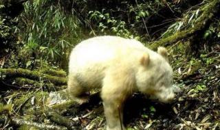 白色大熊猫影像公开